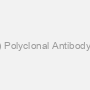 Chikungunya Virus (CHIKV) Polyclonal Antibody (Pan-species), Biotinylated